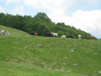 Arapietra, cavalli al pascolo